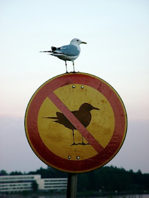irony-bird1.jpg