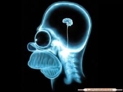 cerebro-hommer-simpson-mitos-medicina.jpg