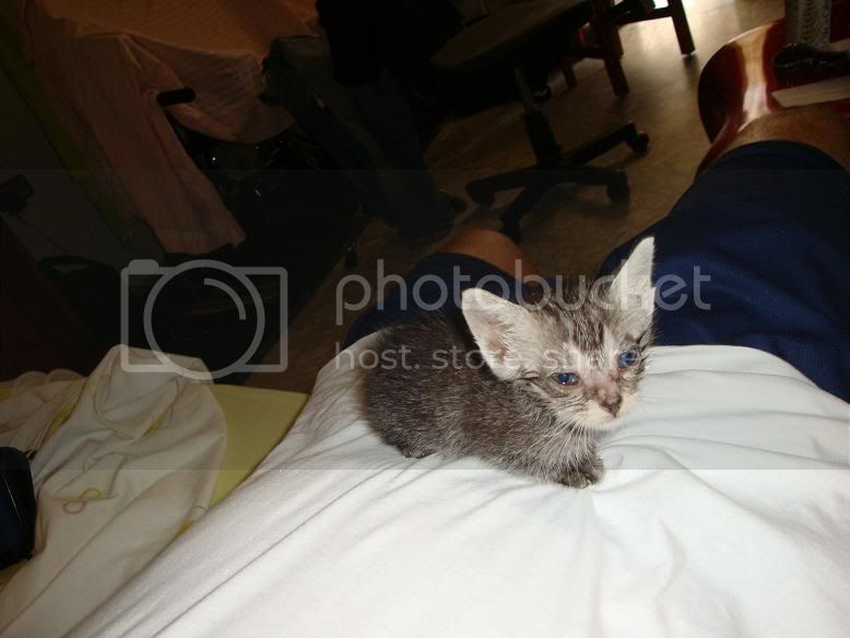 Gatitoweb2.jpg