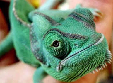 camaleon3.jpg