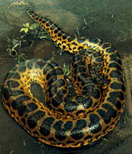 anaconda.jpg
