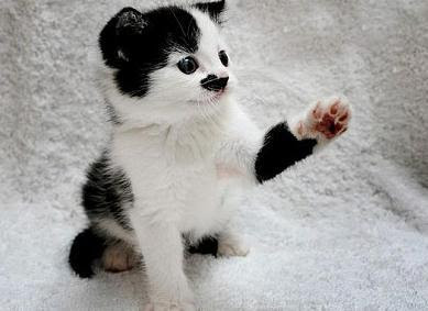 kitler.JPG