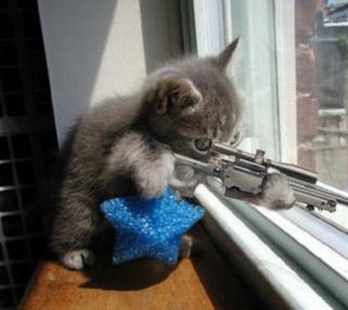 gato-disparando.jpg