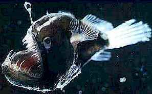 zban.deepsea.fish-big.jpg