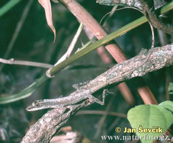 anolis-alutaceus--anolis-elutaceus.jpg