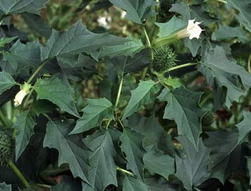 datura-stramonium.jpg