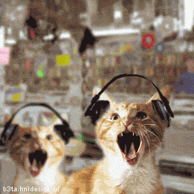 dance_cats_02.gif