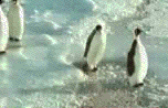 pinguino.gif