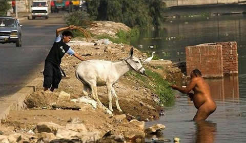 burro_burra.jpg