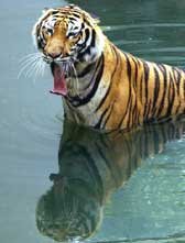 tigre.jpg