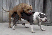 9b66dccf1205d5f5c1b6bb77c9545455o.gif