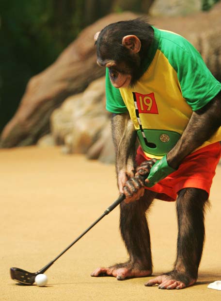 Chimpance_espectaculo.jpg