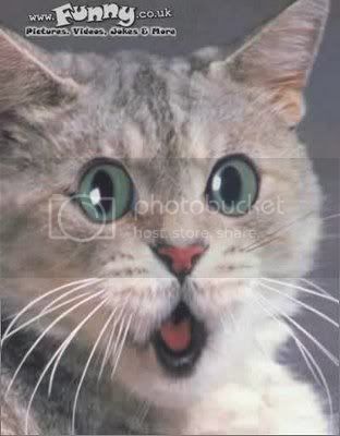 surprised_cat_gato_sorprendido_katz.jpg