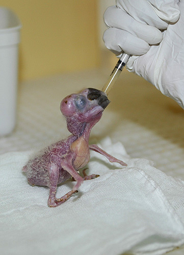 incubatedmacaw.jpg