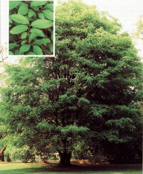 zelkova%20carpinifolia.jpg