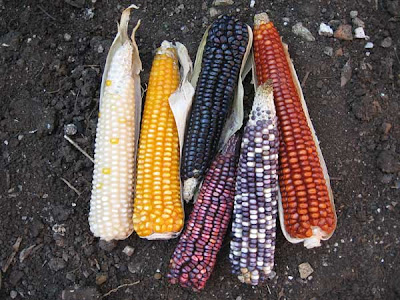 maiz-colores.jpg