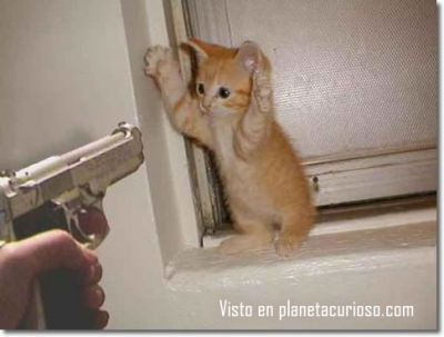 gato-pistola.jpg